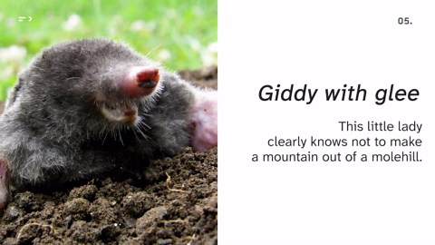 Cute animals smiling to brighten your day!!