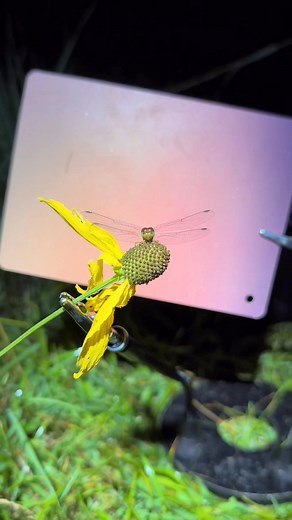 Perfect dew drops on this resting dragonfly. It took over 100 frames to get them all in detail. #macrophotography #bugs #dragonfly OM System AK Diffuser | Ben’s Small World