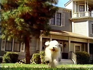 Shaggy Dog 1994 Transformations