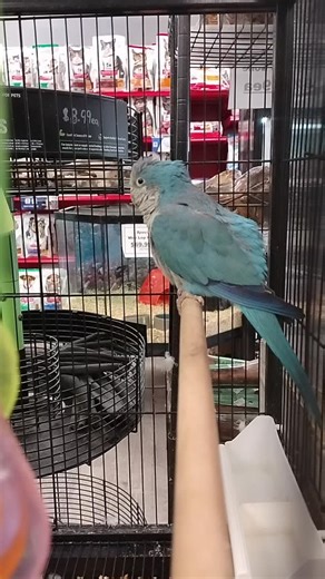 Trent Pet on Instagram: "This handsome fella is Indigo! He’s a 6-year-old blue Quaker parrot and an absolute lovely boy. 💙 Indigo is a rescue who arrived just last week, and he’s settling in very nicely. He’s still a little shy, but with treats and gentle encouragement, he’s already starting to come around. We truly think Indigo will make a wonderful companion in the right home. If you have any questions or would like to know more about him, please feel free to send us a PM!"