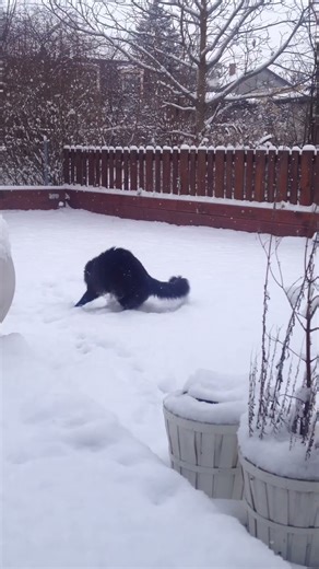 Black Fluffy Cat Sees Snow for the First Time ❄️