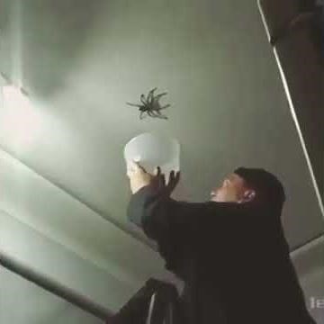Catching Big Spider Fail