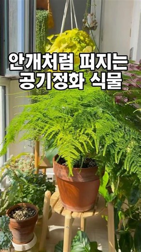 ⭐공기정화식물 추천 🌿 천연 가습기 역할까지 하는 실내식물