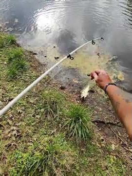 2 lb largie on the bandito bug!!!! #fishing #bassfishing #pondfishing #googanbaits #abugarciareels