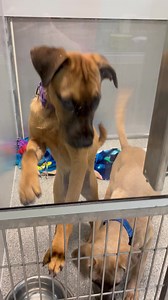 Our adoption floor is FULL of puppies looking for loving homes! Today is the last day of our @bestfriendsanimalsociety adoption special - $50 off dogs and puppies; $25 off cats and kitties. Come see us from noon to 6pm and let’s have another awesome lifesaving day at Lawrence Humane! 🥰 | Lawrence Humane Society