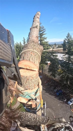 Blocking out a fir with no drop zone. #shorts #work #outdoors #construction #climbing