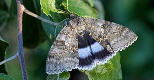Underwing Moth