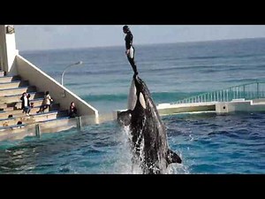 辰野トレーナーとララさんのトレーニング！ シャチ 2020年鴨川シーワールド初め 00087