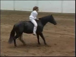 the best of horse o melhor cavalo quarter horse quarto de milha perfeiçao!!!