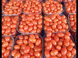 Tomato k liye Fertilizers Application by Dr.Ashraf Sahibzada