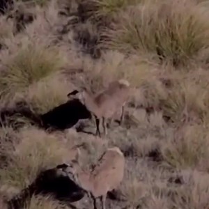 Markhor Hunting on Reels
