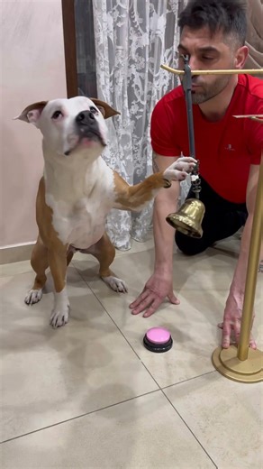 “Test di discriminazione: il mio cane capisce quale segnale dà lo snack! 🐶🍪”