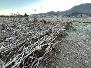 Xela bajo cero: por qué le denominan “helada negra” al descenso de temperatura de este martes