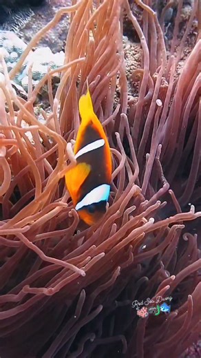 Sunlight cascades into the depths of the Blue Hole, illuminating the delicate dance of an anemone’s flowing tentacles. A bold anemonefish emerges, its vibrant hues flickering like fire against the reef. It flutters, weaving through its sanctuary, a tiny guardian of the underwater world—curious, watchful, utterly mesmerizing. #Anemonefish #scubadiving #redseadiving #UnderwaterAdventure #scubadiver #clownfish #anemone | Red Sea Diving