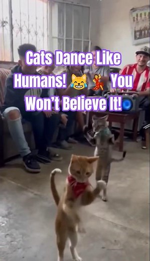 Two Cats Dance Like Crazy! 😹💃 Hilarious Moves You Can’t Miss | Viral Paws #Shorts