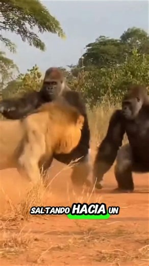 Gorilas se enfrentan a un León #animals