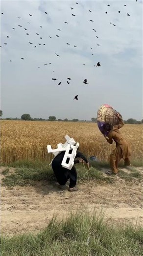 Wild Honey Badger Hunt Through the Wheat Fields 🌾🦡#honey #badger #farming #hunting
