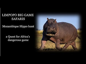 Hippo Hunt Mozambique, one of Africa's DEADLIEST Big Game Safaris.