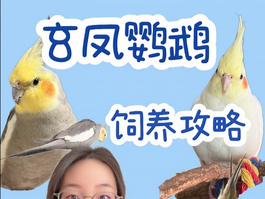 玄凤鹦鹉新手 饲养攻略