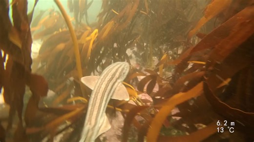Ready to go back! South Africa is pretty amazing! Name that shark in a comment!! #namethatshark #freediving #southafrica #underwaterphotography