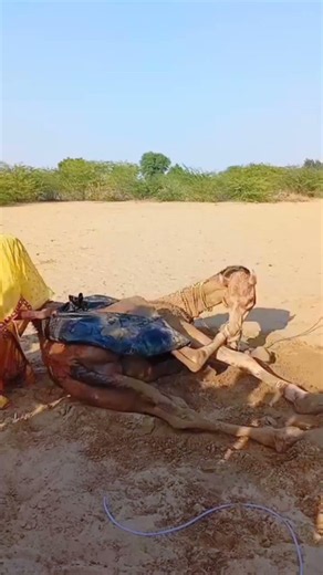ركوب الجمال في البادية #camel #animals #الظروف #اهميه #trending #wildlife #arabiancamels #wildcamel
