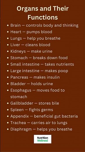 16 Organs and Their Functions