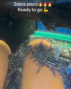 Zebra Pleco 😎 Nice and healthy 4cm zebra pleco ready to go. Only 10 left, first in best dressed, we can ✈️ is wide. | The Great Amazon