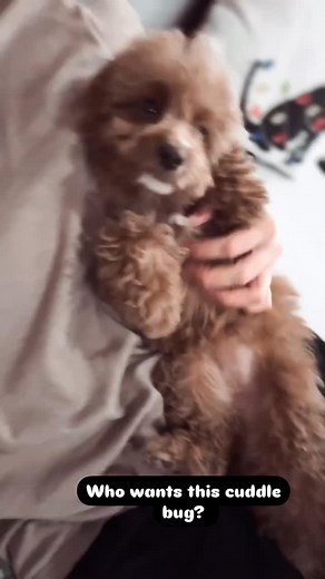 Little cuddle bug Kit is adorable and loves to snuggle She is looking for her own couch to snuggle on! Pm me if your couch is looking for a fluffy ornament! | Pedersendoodles | Facebook