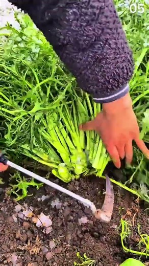 Blade slips, root parts—leaf lifts in morning soil and harvest hush