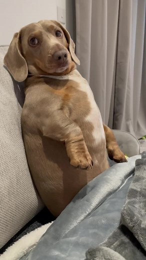 Funny Dog Watching TV Compilation