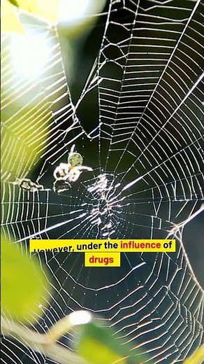 🕸️ Spider Drug Experiments: How Drugs Affect Web Building! 🕷️✨#science #history #facts