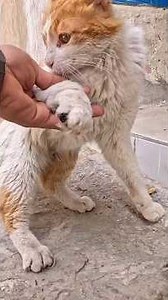 No one heard this stray cat crying, so he turned to us for help #cat #kitten #catrescue