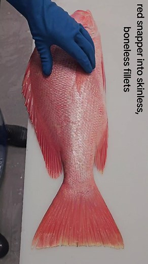 Satisfying Red Snapper Fillet Process