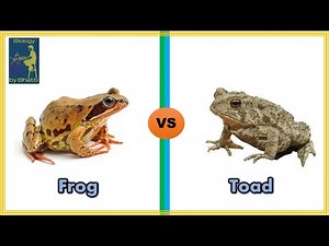 Difference Between Frog and Toad | Frog vs Toad | Comparison of Frog and Toad