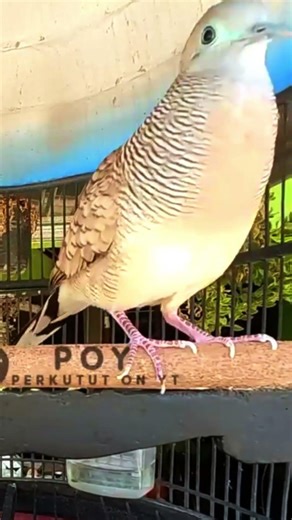 Zebra Dove Call – Relaxing Bird Sounds 146 | #birds #birdsounds #birdsoundscape #birdsong #animals