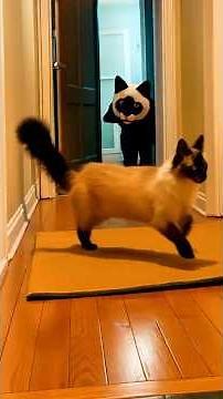 Hilarious Cats Getting Scared by Their Owners