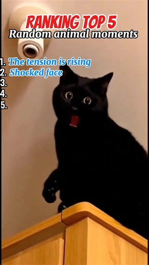 Welcome animal lovers it's time for top 5 random animal moments! #fyp #animalshorts #shorts