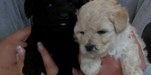 Veterinarians discuss new parvovirus treatment as cases rise this spring