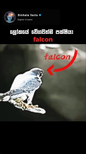 The Fastest Bird in the World 😱 | Peregrine Falcon Speed 320km/h!