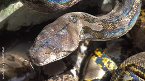 Reticulated python snake in South Asia - Python reticulatus, 4k