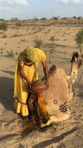يحمي وعاء الجمل (ماتكا) جسمه من الحرارة، وتستخدمه الفتاة لتبريده
