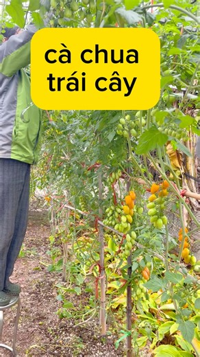 cà chua trái cây | Nguyễn Thị Thêm