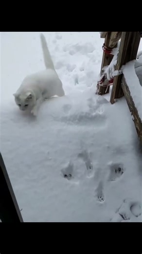 Cats And Snowy Weather #catbehavior #snowy #snowrunner #cutecatsdaily