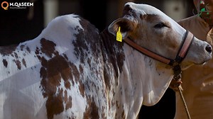 59 reactions · 13 shares | CONTACT  : 0303-3319500 "DIL-O-NAZAR TERAY JALWON PE WAARTAY JAAYEN, HUM ISS NIGAAH KAY SADQAY UTAARTAY JAAYEN." ❤️❤️❤️ THE WAIT IS OVER GUYS, WE ARE BACK WITH OUR REMARKABLE COLLECTION FOR THE SEASON 2022. 朗 JAMAL CATTLE FARM PRESENTS  BUTTERFLY 曆  ❤️❤ MASHA ALLAH ❤❤️ MAY ALLAH SAVE OUR BEAUTY QUEEN FROM EVIL EYES. ❤️❤️ #SEASON_2022 #JAMALCATTLEFARM | Pakistan Cattle Qurbani | Facebook