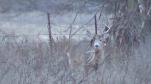 Have you ever seen a buck like this before???? Ouch…. | TrophyPursuit.com