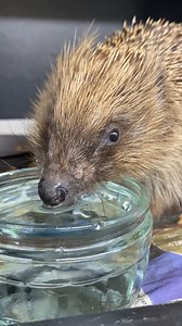 2.3K views · 124 reactions | Feeding wild hedgehogs 璉 We’ve had lots of messages asking what to feed the hogs you find in your garden! Think High Protein, Low sugar, Low wheat! #hedgehog #hedgehogs #hedgehogrescue #hedgiesofinstagram #hedgehogsofinstagram #hedgehogcharity #hedgehogs_of_instagram #cornwallcharity #hogs #hoglet #hogletrescue #pricklesandpaws #cornwallcharity #newquay #cornwall #animalcharity #wildhedgehog | Prickles and Paws Hedgehog Rescue | Facebook