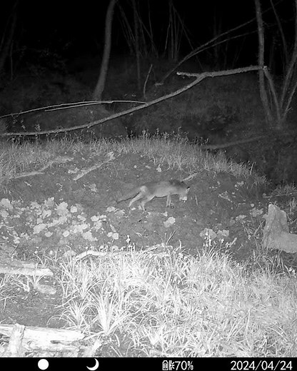 Owl Scares Fox Carrying Prey at Night