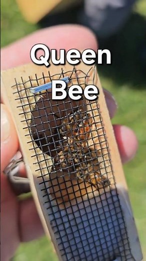 3 Pounds Honeybees | How to make a Colony FAST !