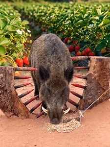 Amazing Unique DIY Wild Boar Trap Using Wood and Rope #survival #outdoors #bushcraft #skills #camping