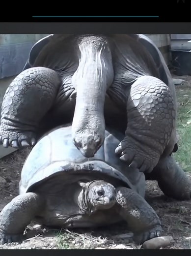 The Unique Mating Call of Male Turtles